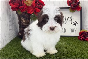 Layla - Havanese for sale