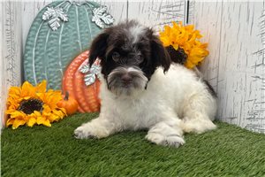 Katalina - Havanese for sale