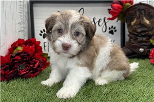 Cameron - Havanese for sale
