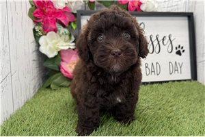Oswald - Havapoo for sale