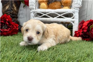 Zena - puppy for sale