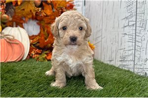 Nell - puppy for sale