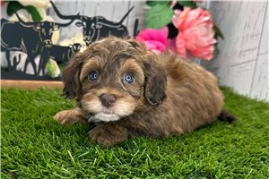 Kevin - Havapoo for sale