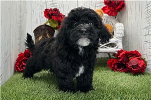Olive - Havapoo for sale