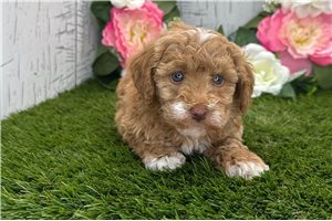 Macey - Havapoo for sale