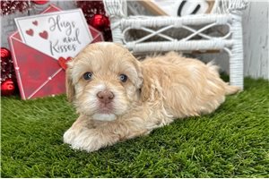 Alex - Havapoo for sale