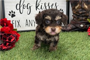 Celeste - Havapoo for sale