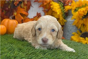 Zeke - Havapoo for sale