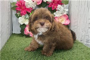 Kevin - Havapoo for sale