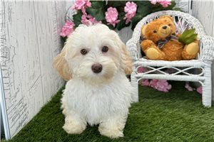 Ziggy - Havapoo for sale