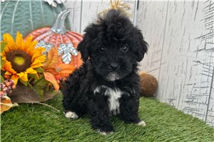 Neon - Havapoo for sale