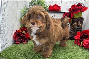 Kevin - Havapoo for sale