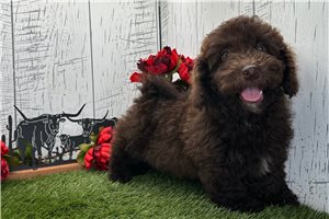 Oswald - Havapoo for sale