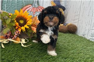 Nick - Havapoo for sale