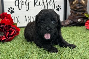 Octavia - puppy for sale