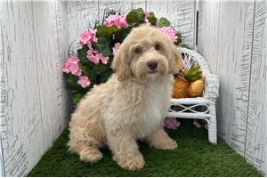 Zorro - Havapoo for sale