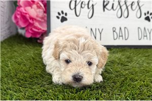 Kinsley - puppy for sale