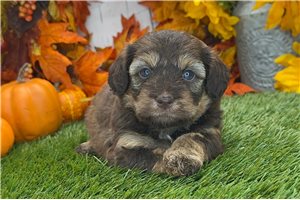 Zahara - Havapoo for sale