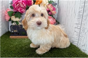 Alex - Havapoo for sale