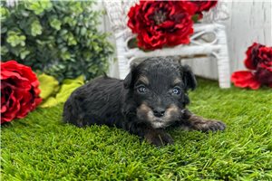 Carlos - Havapoo for sale