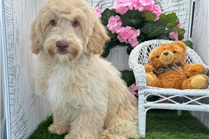 Zorro - Havapoo for sale