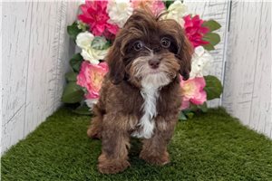 Ashley - Havapoo for sale
