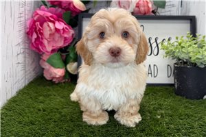 Alex - Havapoo for sale