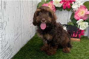 Zuri - Havapoo for sale