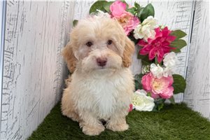 Arnold - Havapoo for sale