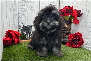 Callie - Havapoo for sale