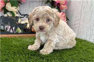 Kennedy - Havapoo for sale