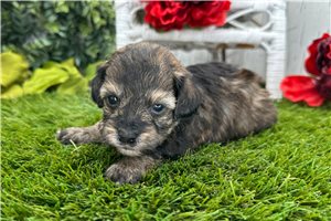 Coonor - puppy for sale