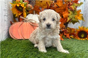 Nico - puppy for sale