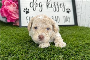 Kennedy - puppy for sale