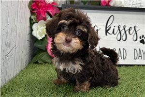 Celeste - Havapoo for sale