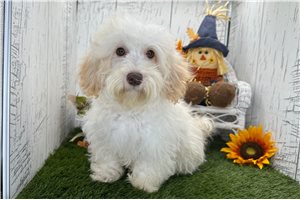 Ziggy - Havapoo for sale