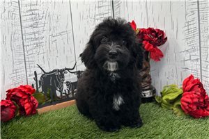 Olive - Havapoo for sale
