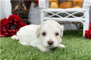 Ziggy - puppy for sale