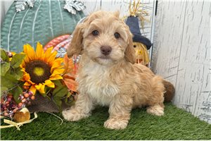 Zeke - Havapoo for sale