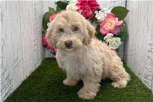 Zorro - Havapoo for sale
