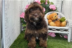 Zuri - Havapoo for sale