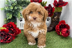 Macey - Havapoo for sale