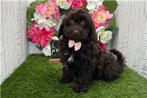 Zane - Havapoo for sale