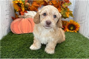 Zeke - Havapoo for sale