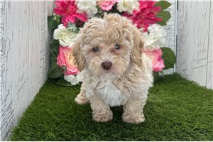 Kennedy - Havapoo for sale