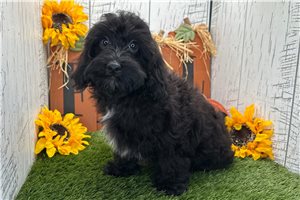 Zander - Havapoo for sale