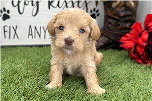 Kora - puppy for sale