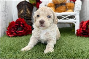 Zorro - Havapoo for sale