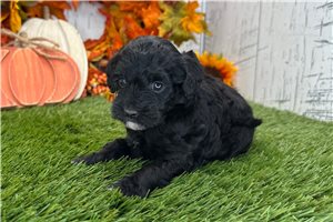 Navi - puppy for sale