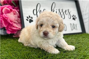 Kingston - Havapoo for sale